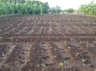 Sapling Formation