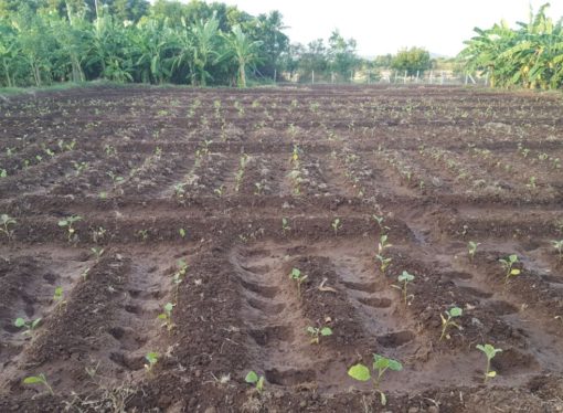Sapling Formation