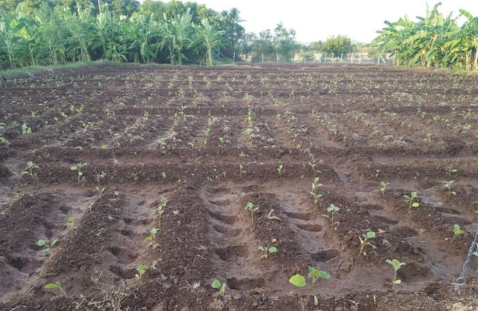 Sapling Formation