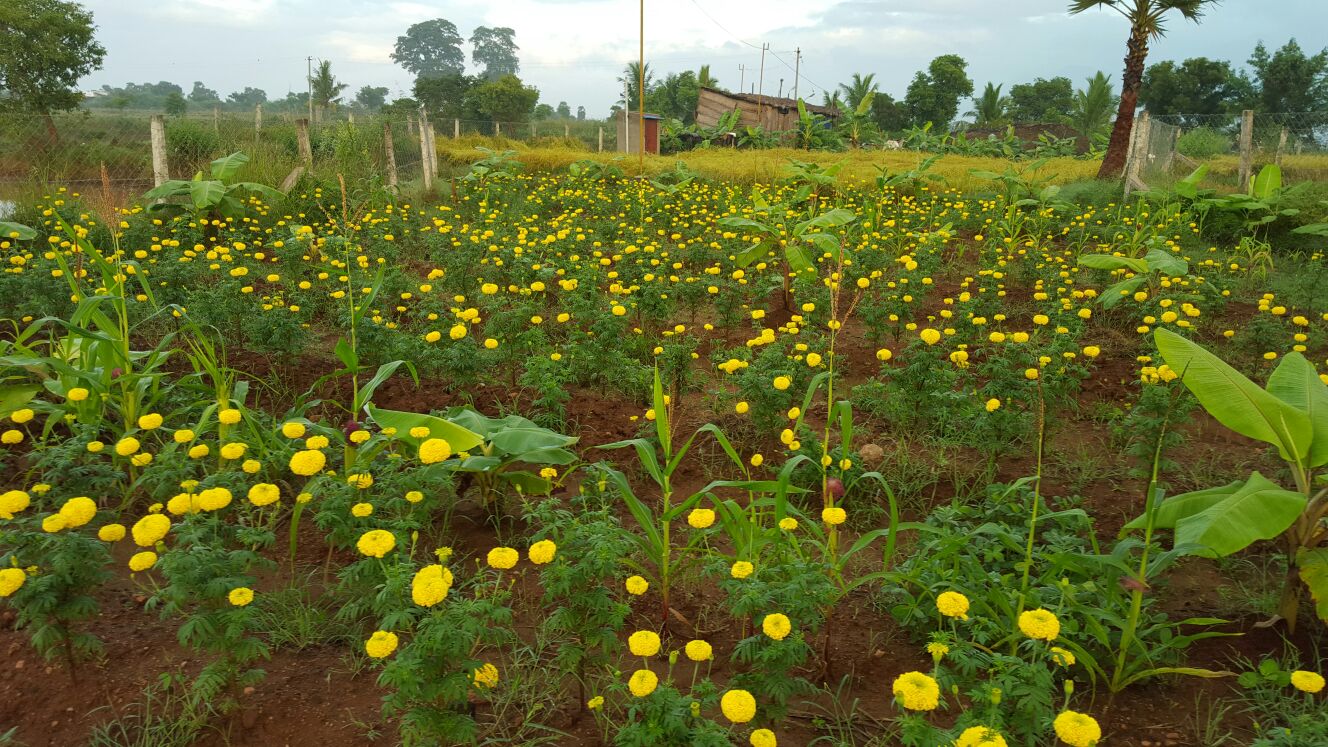 Marigold