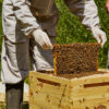 Bee Hive