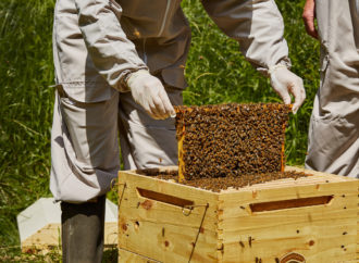 Bee Hive