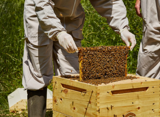 Bee Hive