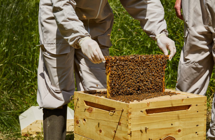 Bee Hive