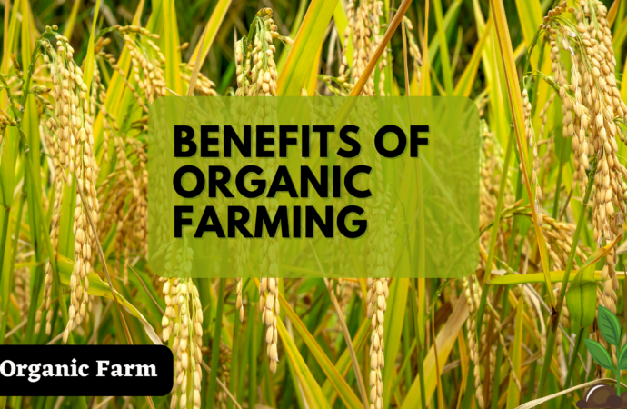 Benefits Of Organic Farming to the Environment