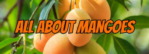 All About Mangoes