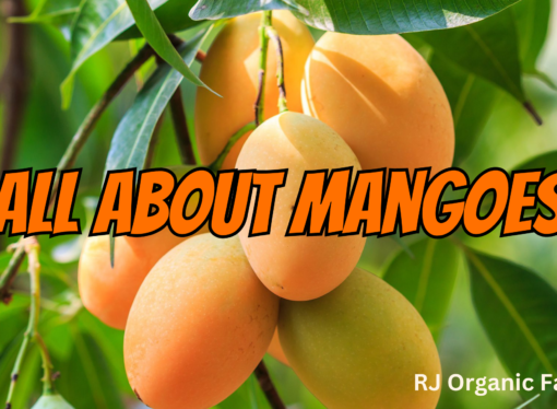 All About Mangoes