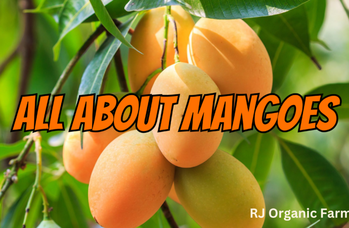 All About Mangoes